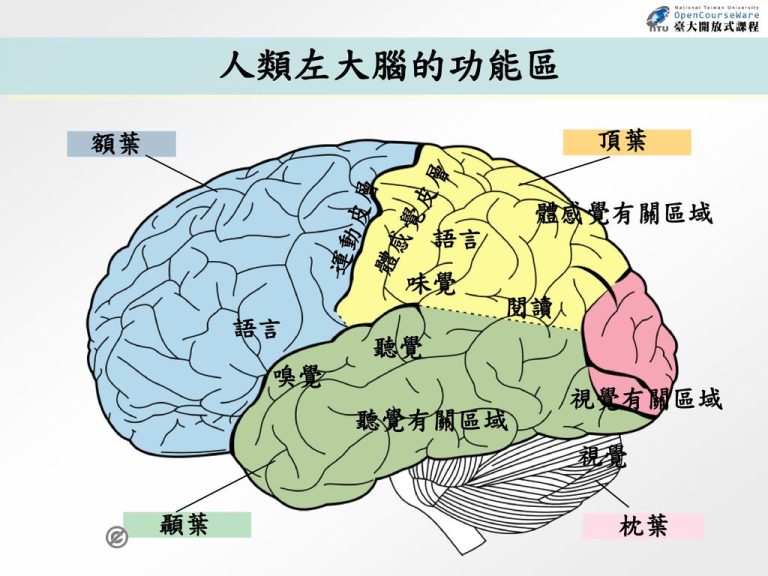 人類左大腦的功能區頂葉額葉體感覺皮層運動皮層體感覺有關區域語言味覺閱讀語言聽覺嗅覺視覺有關區域聽覺有關區域視覺-768x576
